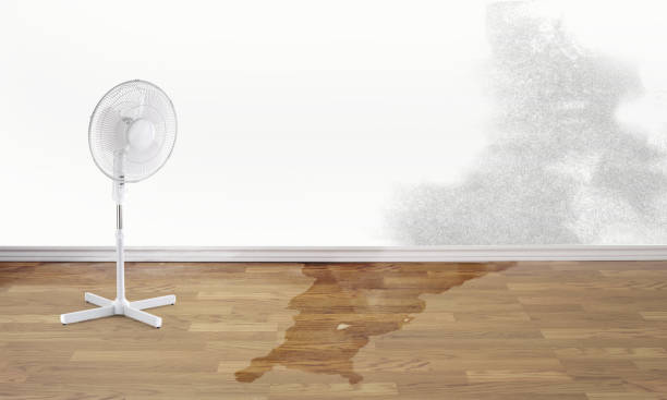 Best Flood damage cleanup  in Mount Vernon, NY